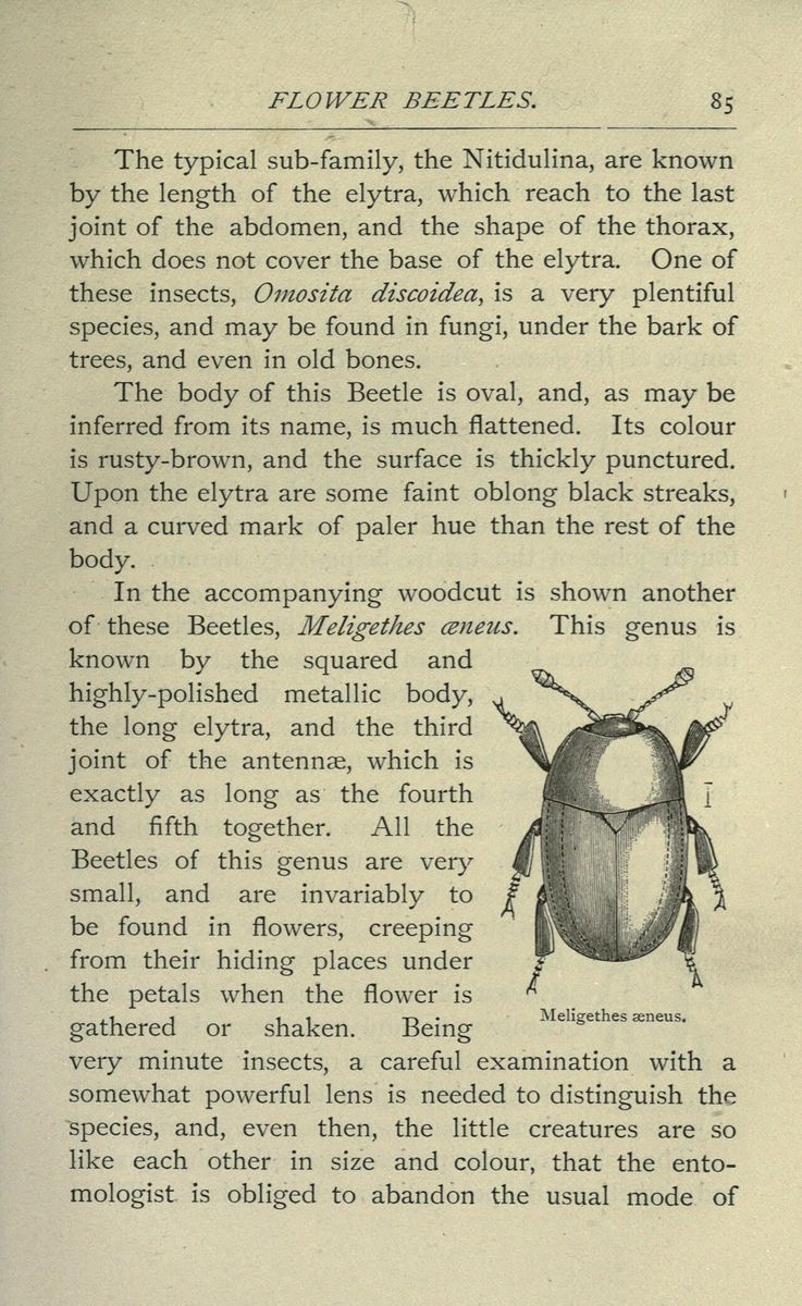 Common Pollen Beetle