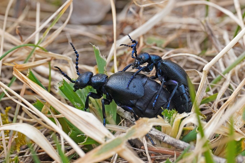Black Oil-beetle
