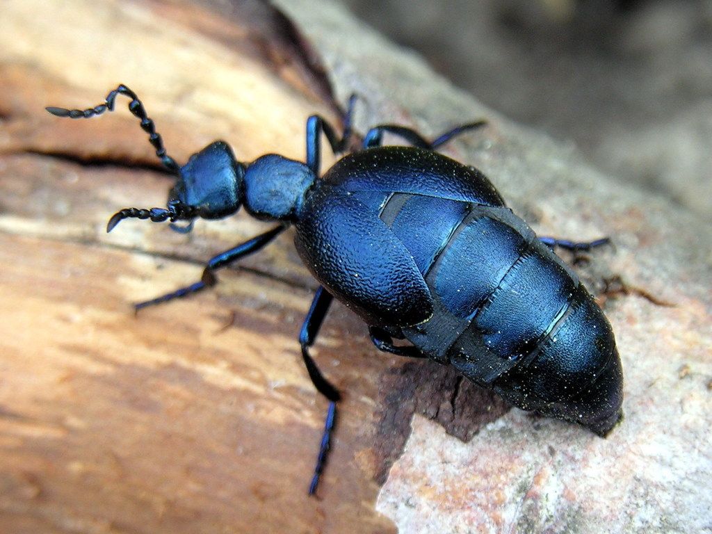 Violet Oil-beetle