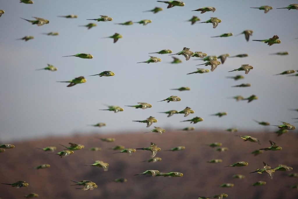 Budgerigar