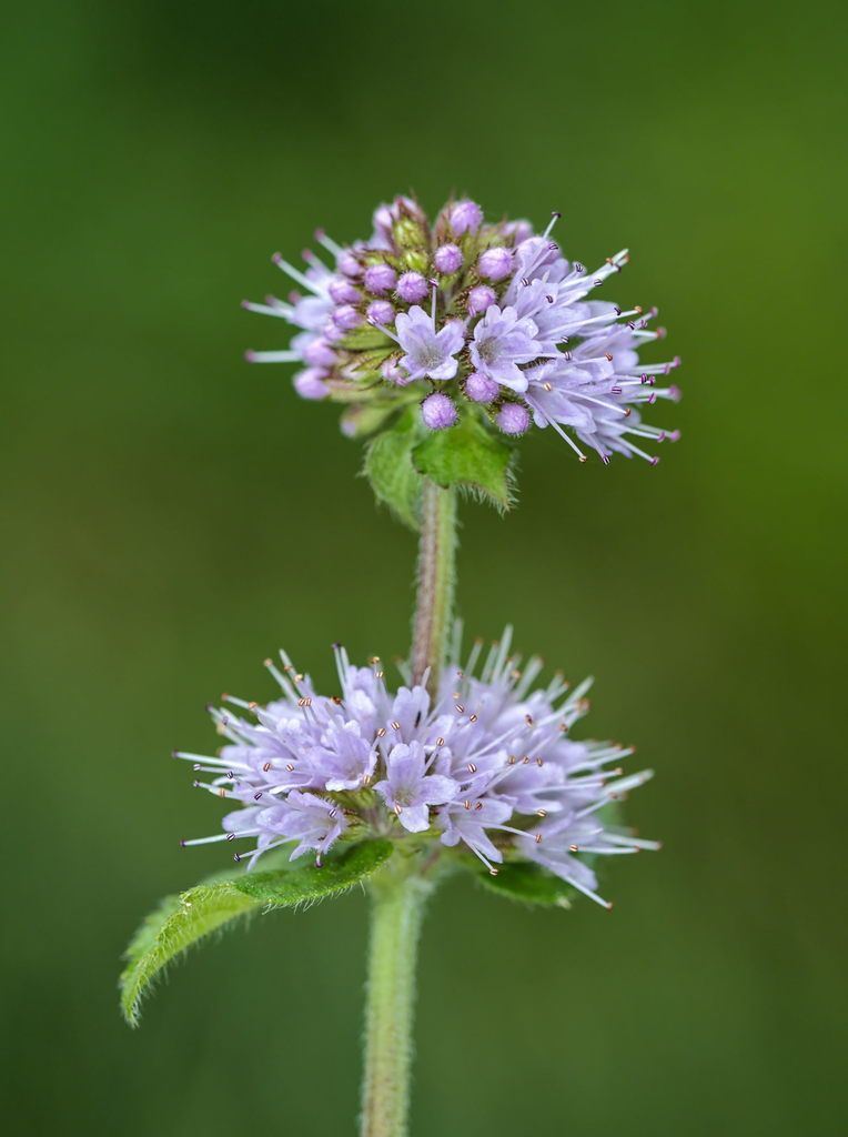 Water Mint