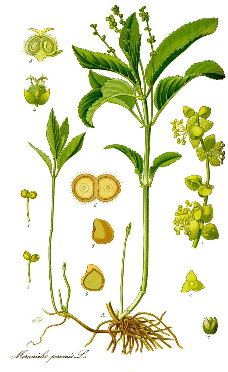 Dog's Mercury