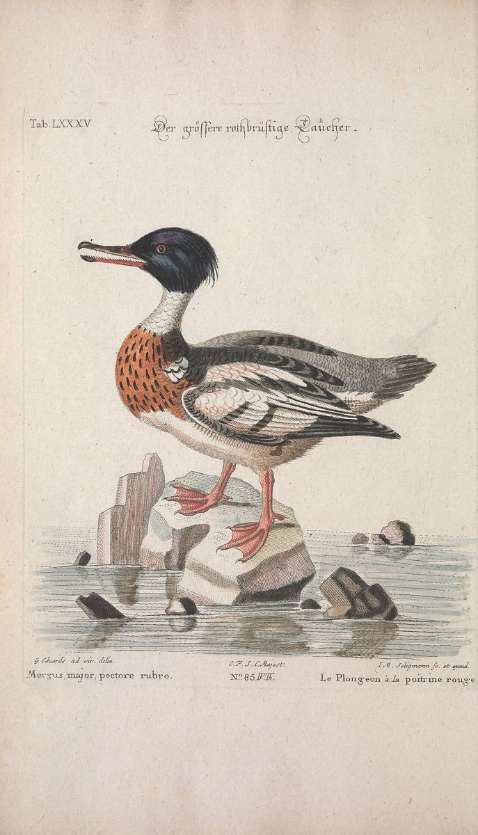 Red-breasted Merganser