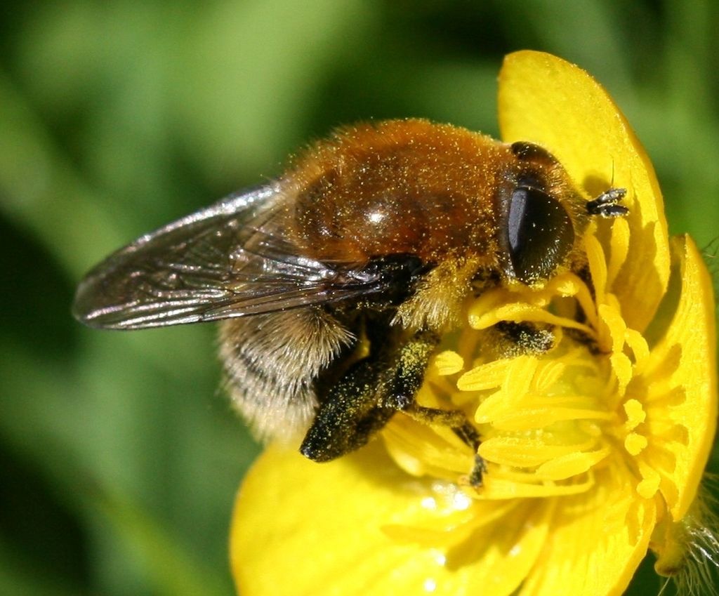 Greater Bulb-Fly