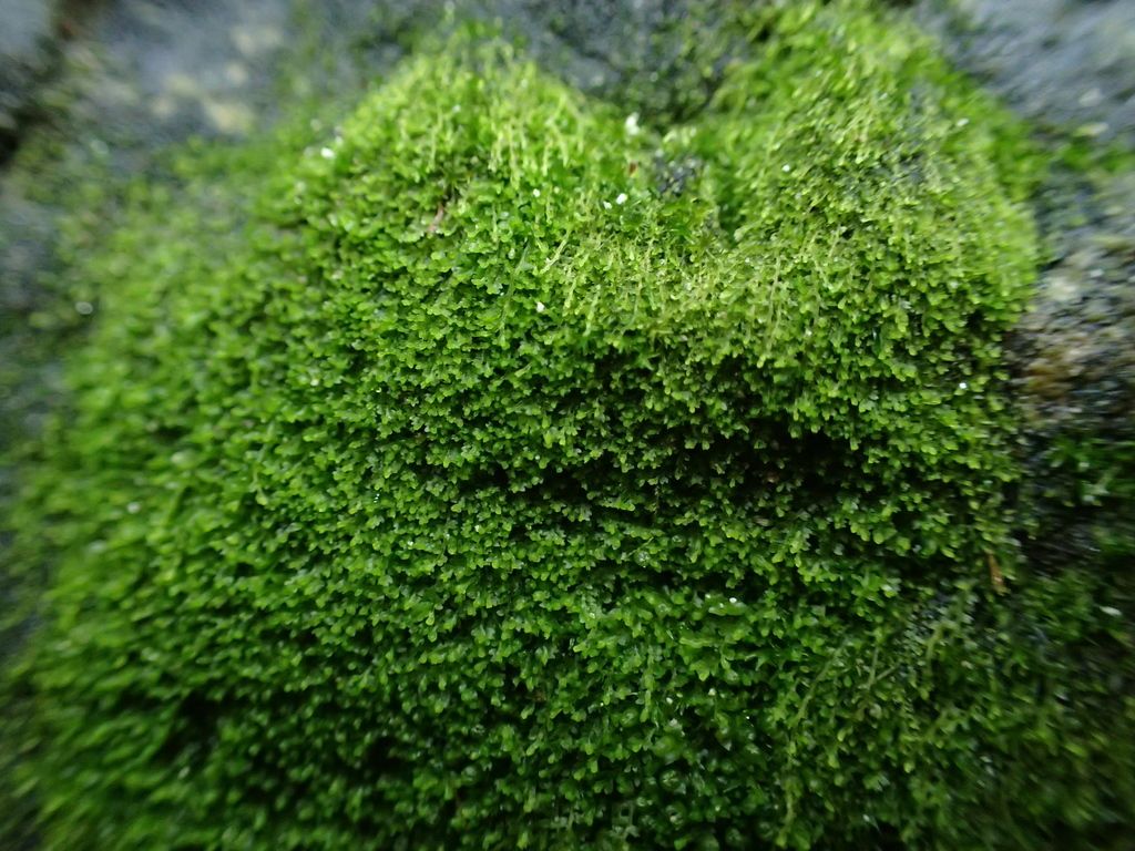 Top Notchwort