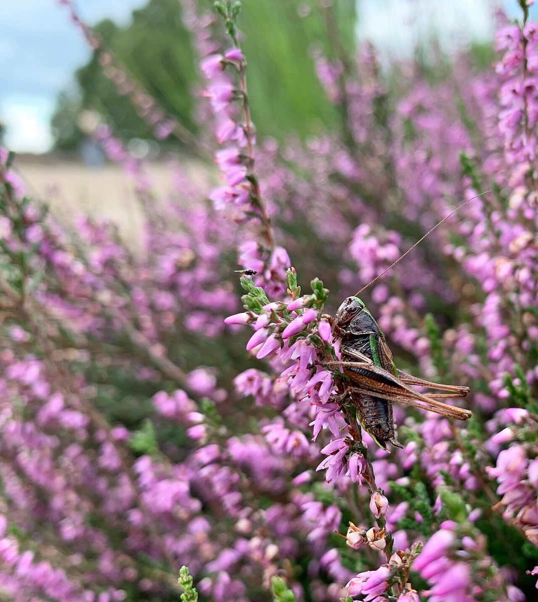 Bog Bush-cricket