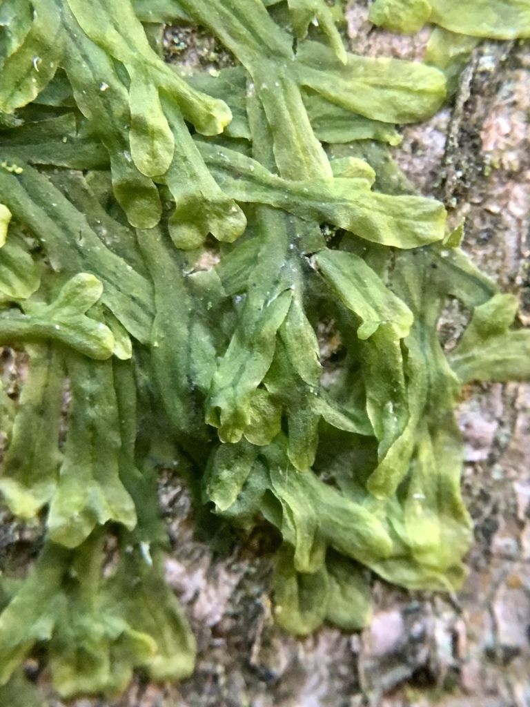 Forked Veilwort