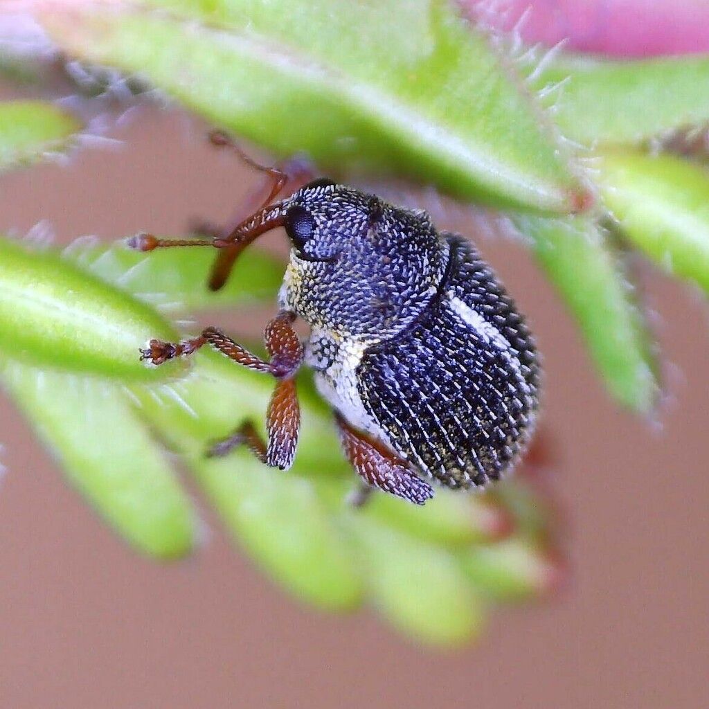 Small Heather Weevil