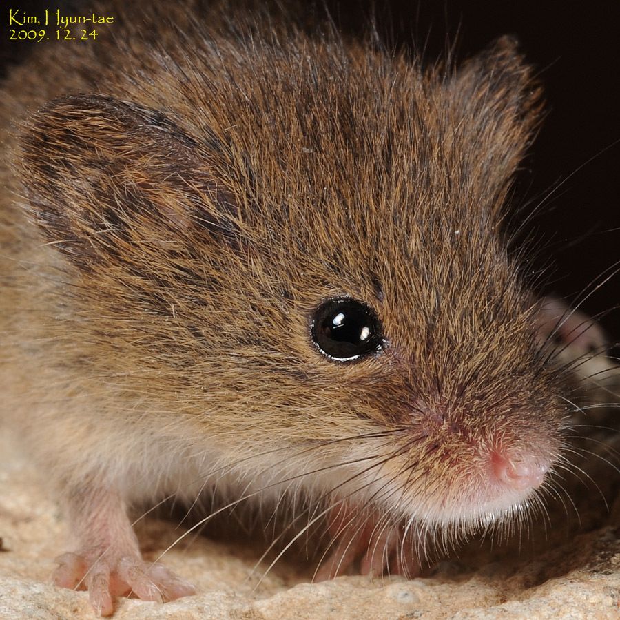 Harvest Mouse