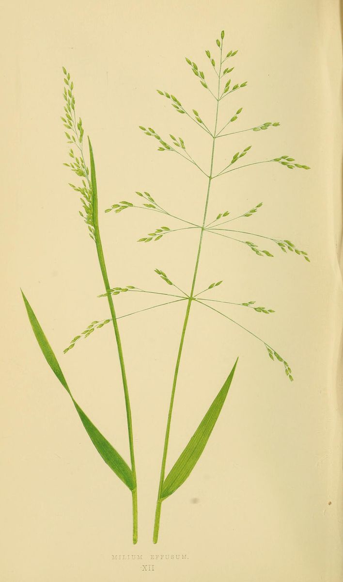 Wood Millet