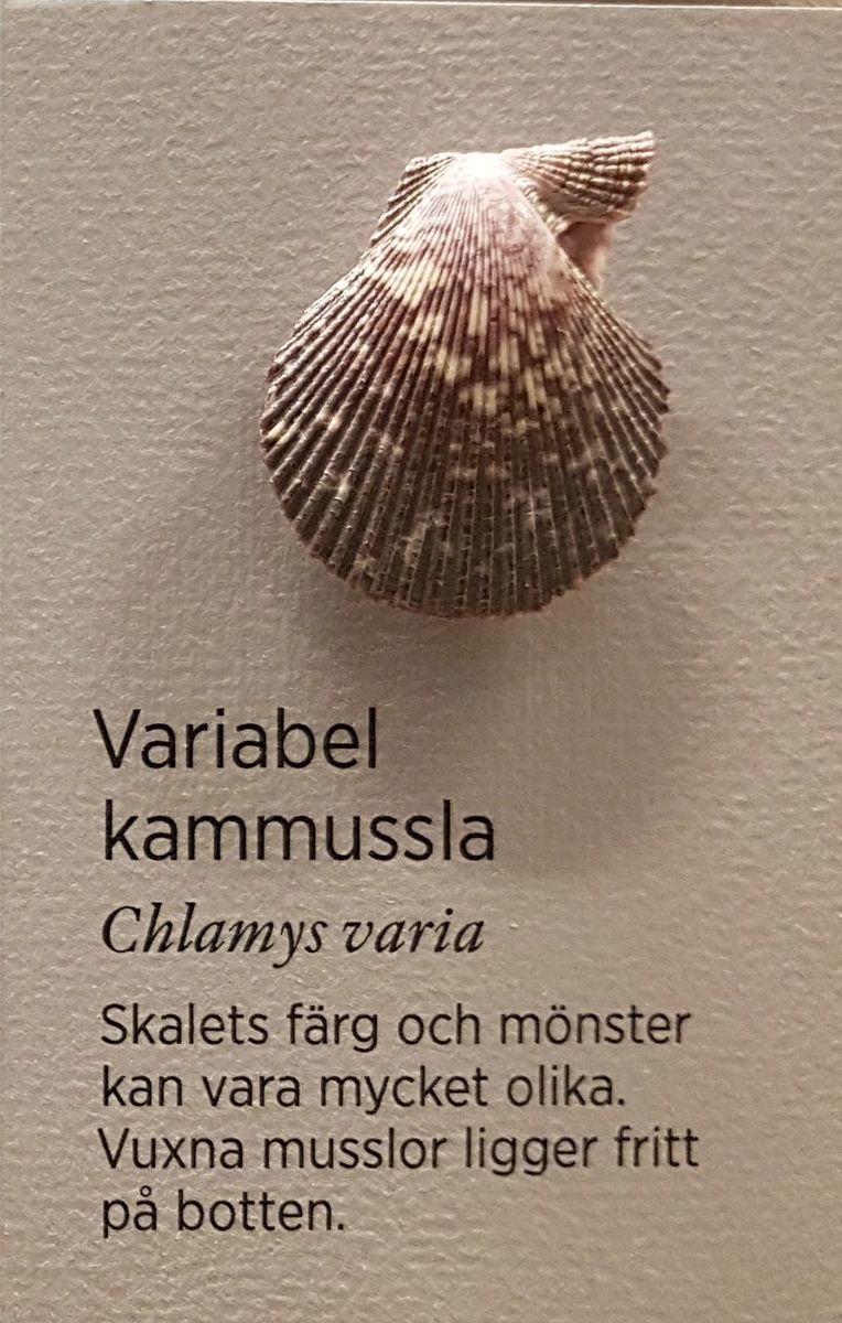 Variegated Scallop