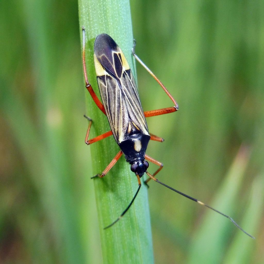 Fine Streaked Bugkin