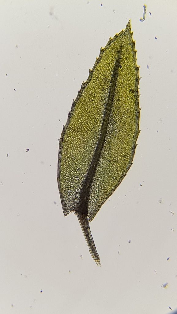 Swan's-neck Thyme-moss