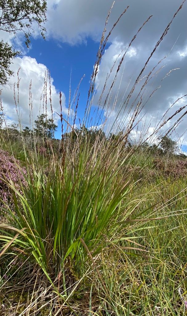 Purple Moor-grass