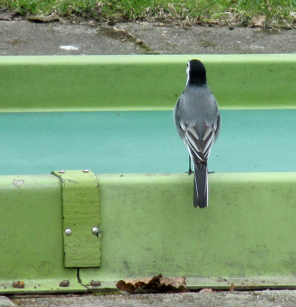 White Wagtail