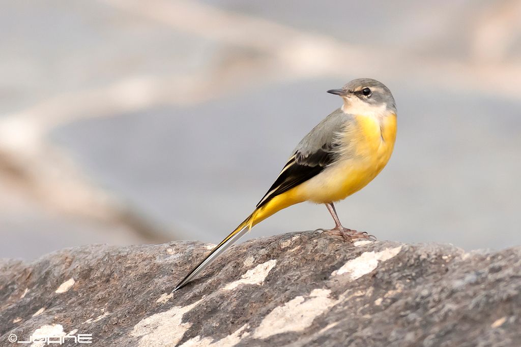Gray Wagtail