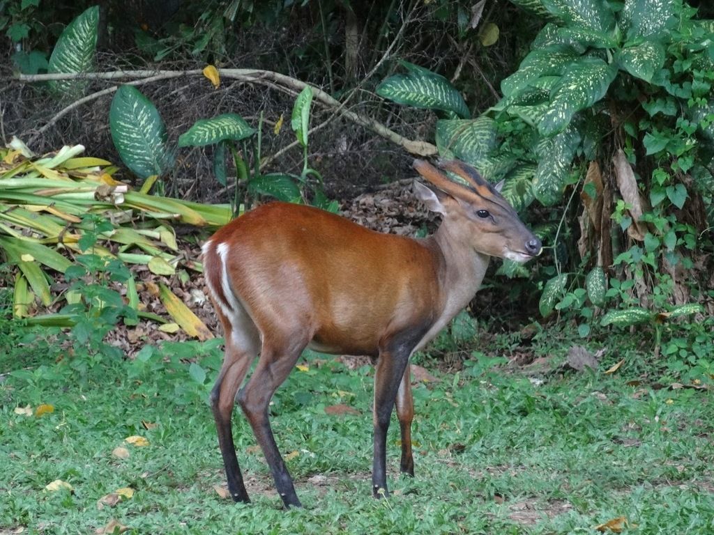 Indian Muntjac