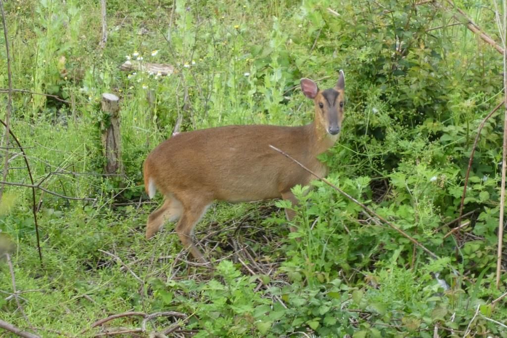 Muntjac