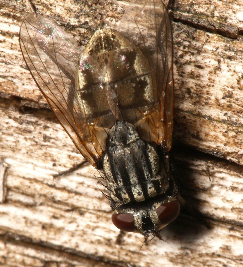 Face Fly