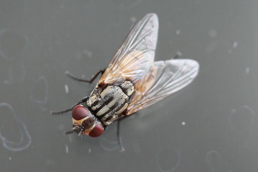 House-fly