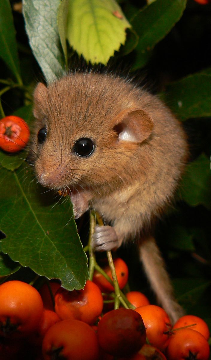Hazel Dormouse