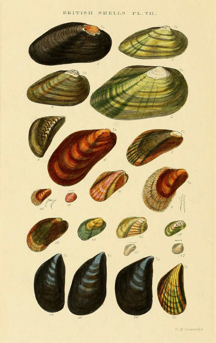 Marbled Crenella