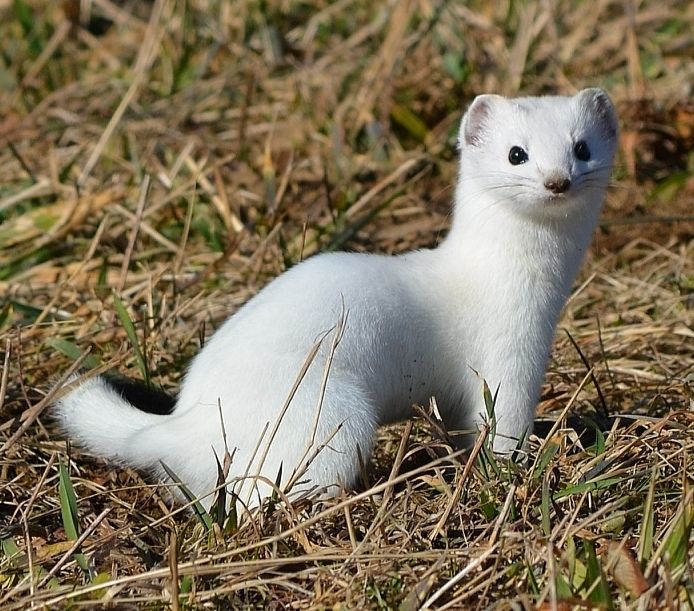 Stoat