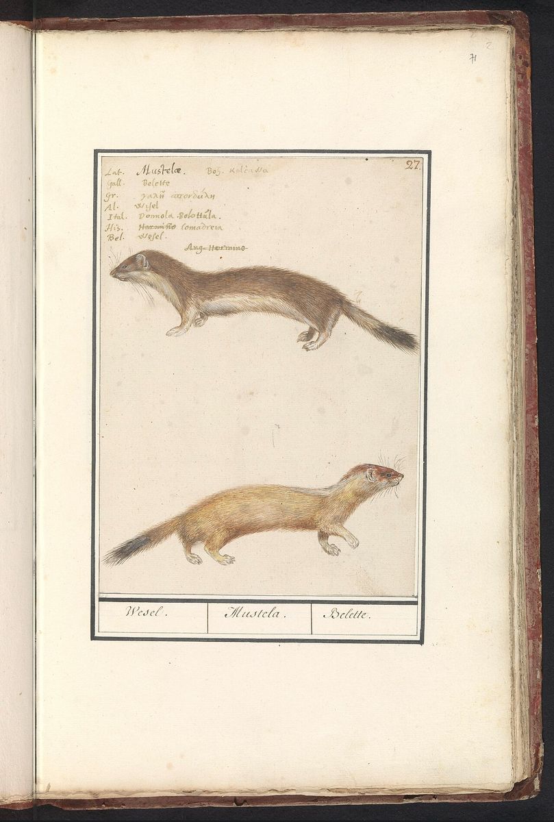 Weasel