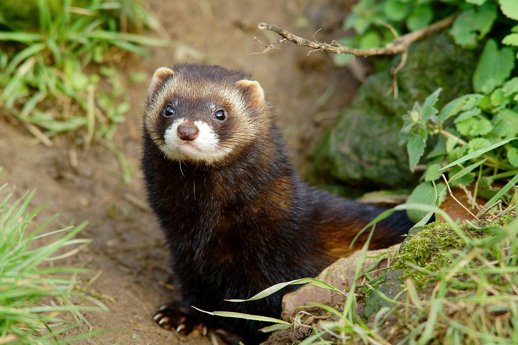 Polecat