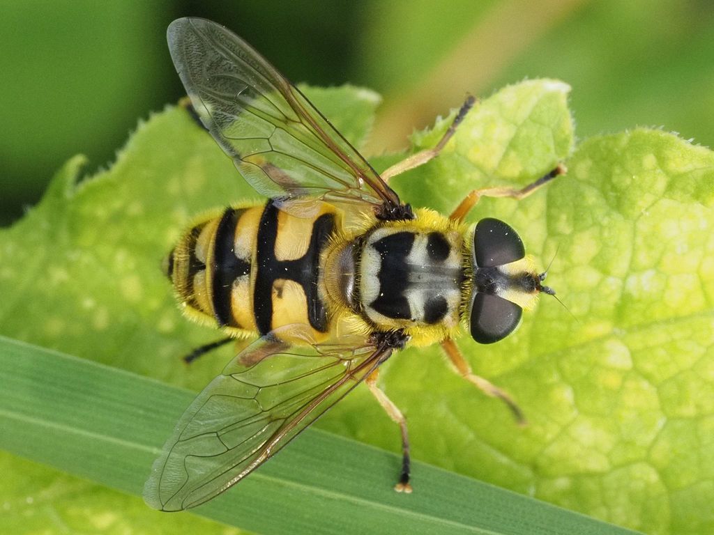 Batman Hoverfly