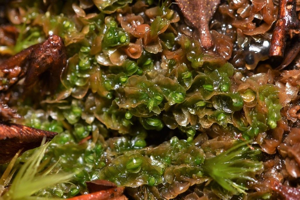 Anomalous Flapwort