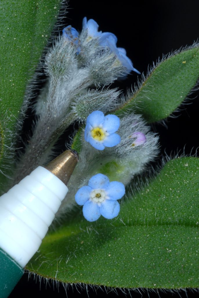 Field Forget-me-not