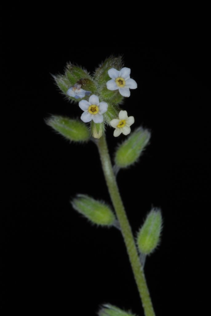 Changing Forget-me-not