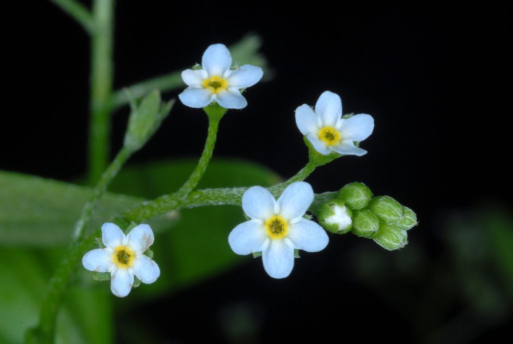 Tufted Forget-me-not