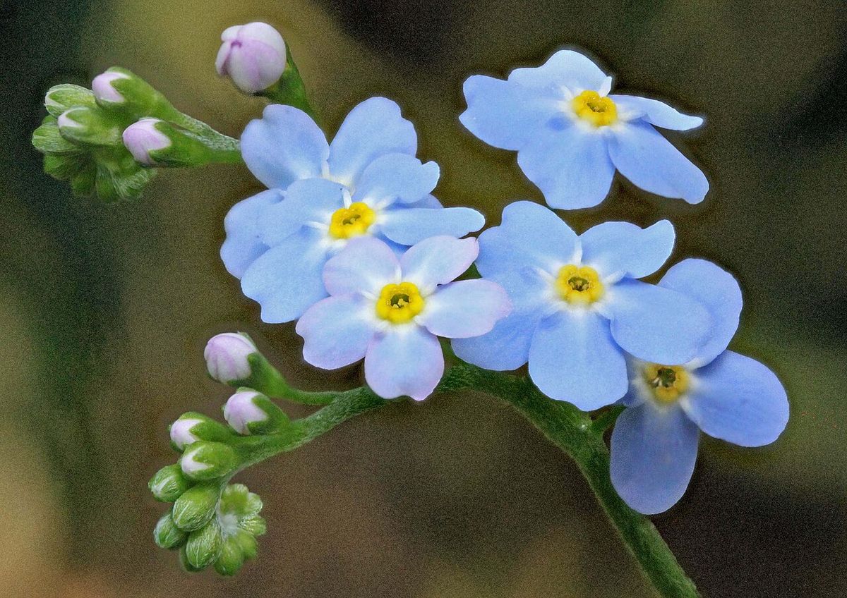 Creeping Forget-me-not