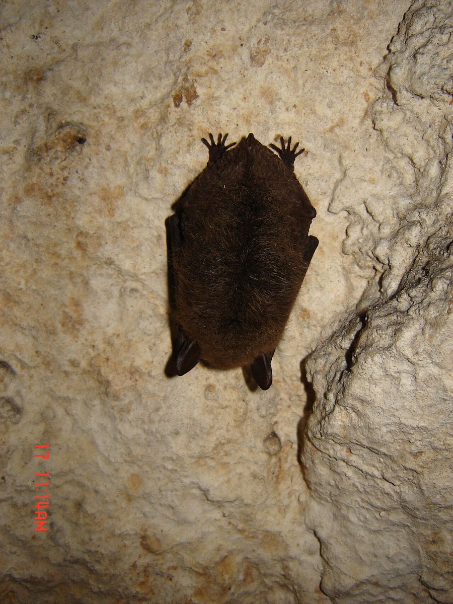 Whiskered Bat