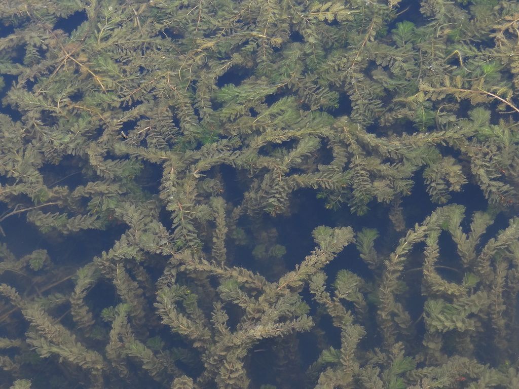 Spiked Water-milfoil