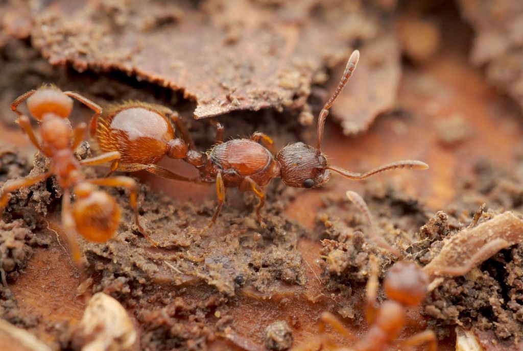 Red Ant
