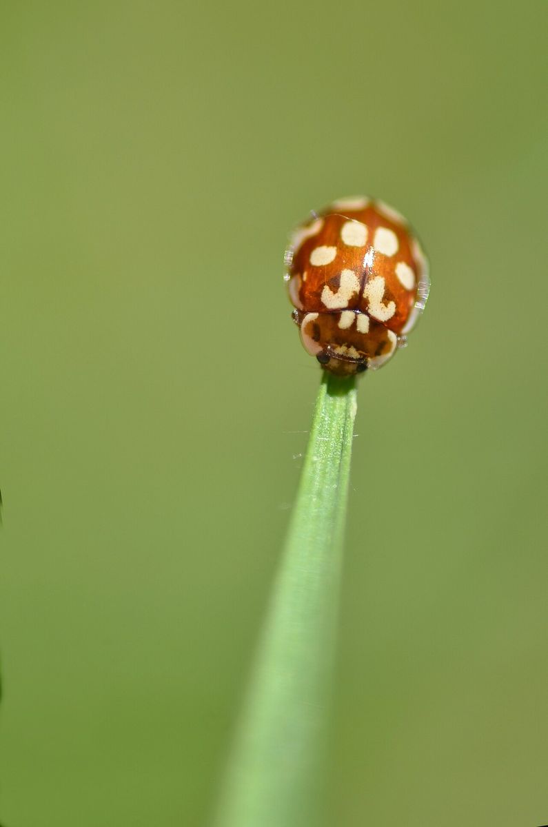 18-spot Ladybird