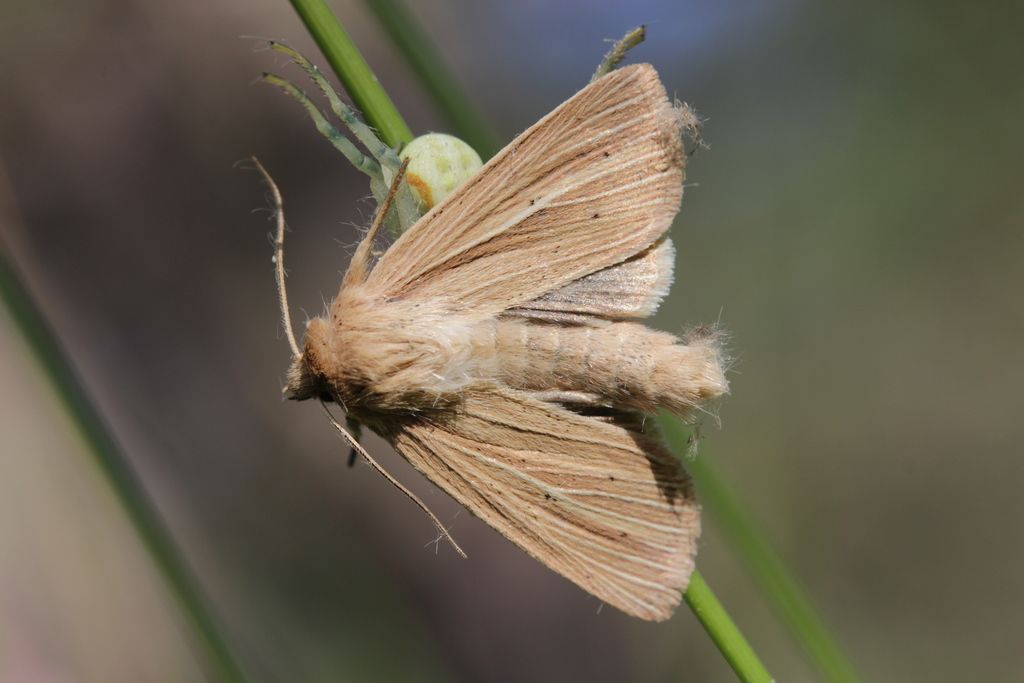 Smoky Wainscot