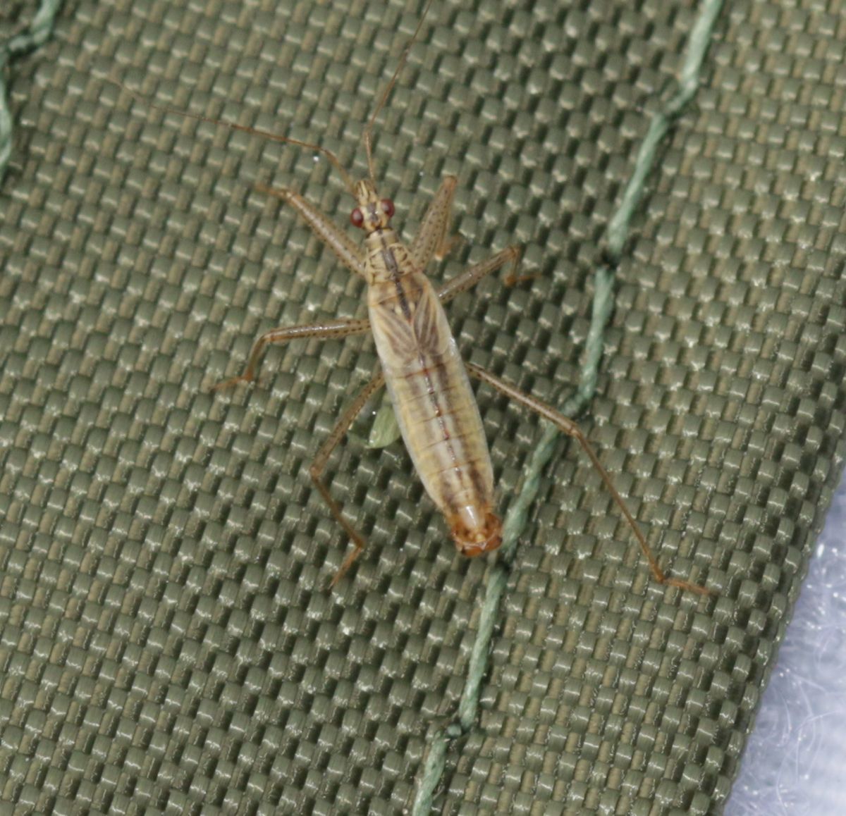 Marsh Damselbug