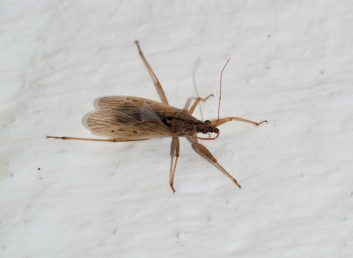 Common Damselbug