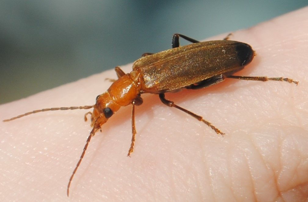 Wharf Borer