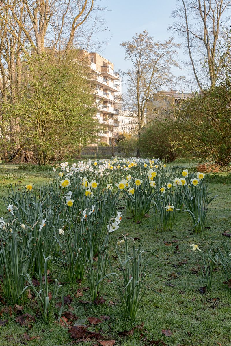 Daffodil