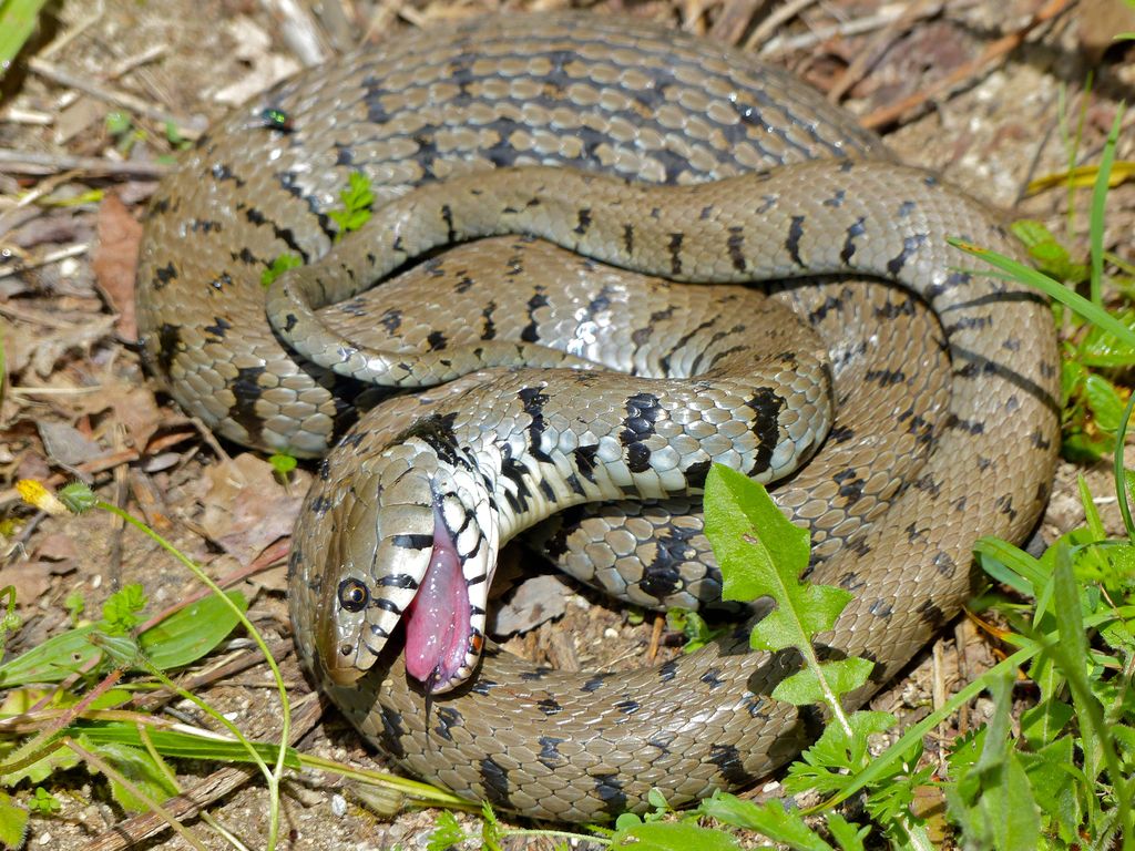 Grass Snake