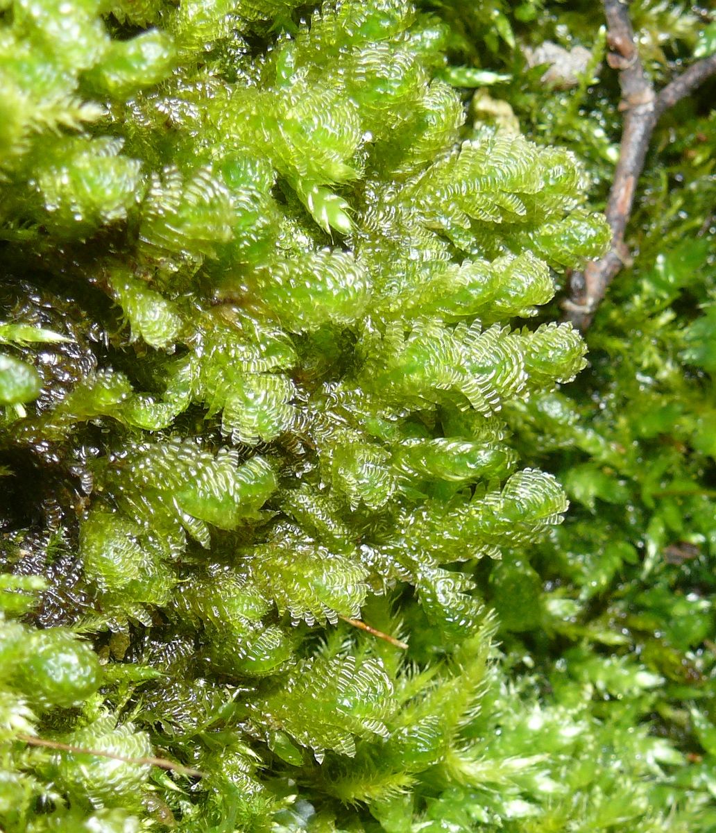 Crisped Neckera