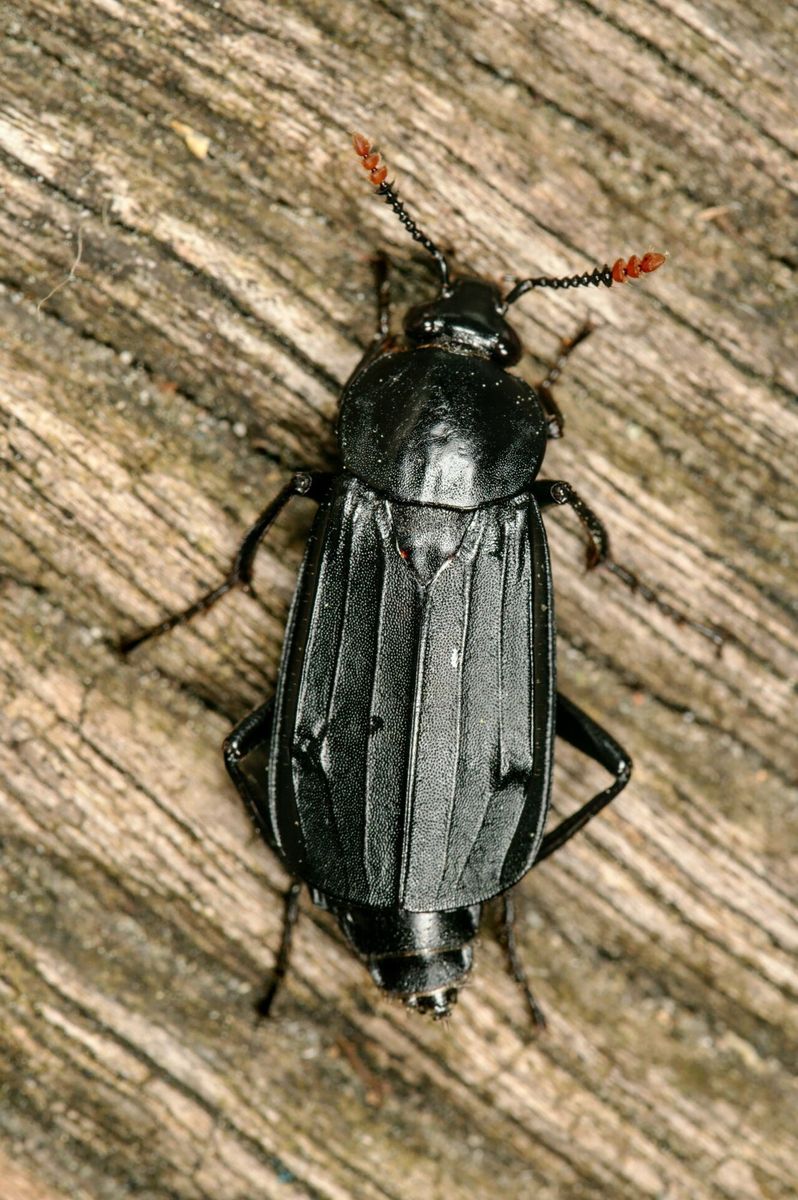 Shore Sexton Beetle