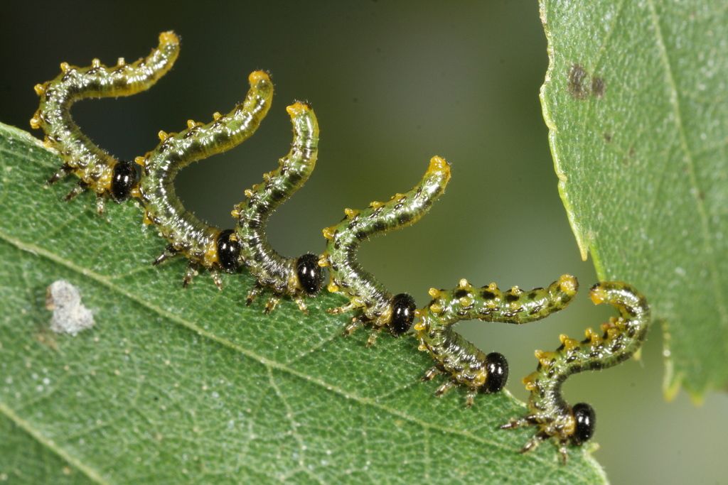 Spotted Regal-sawfly