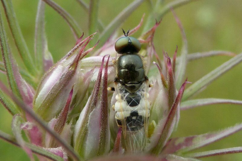 Flecked Snout