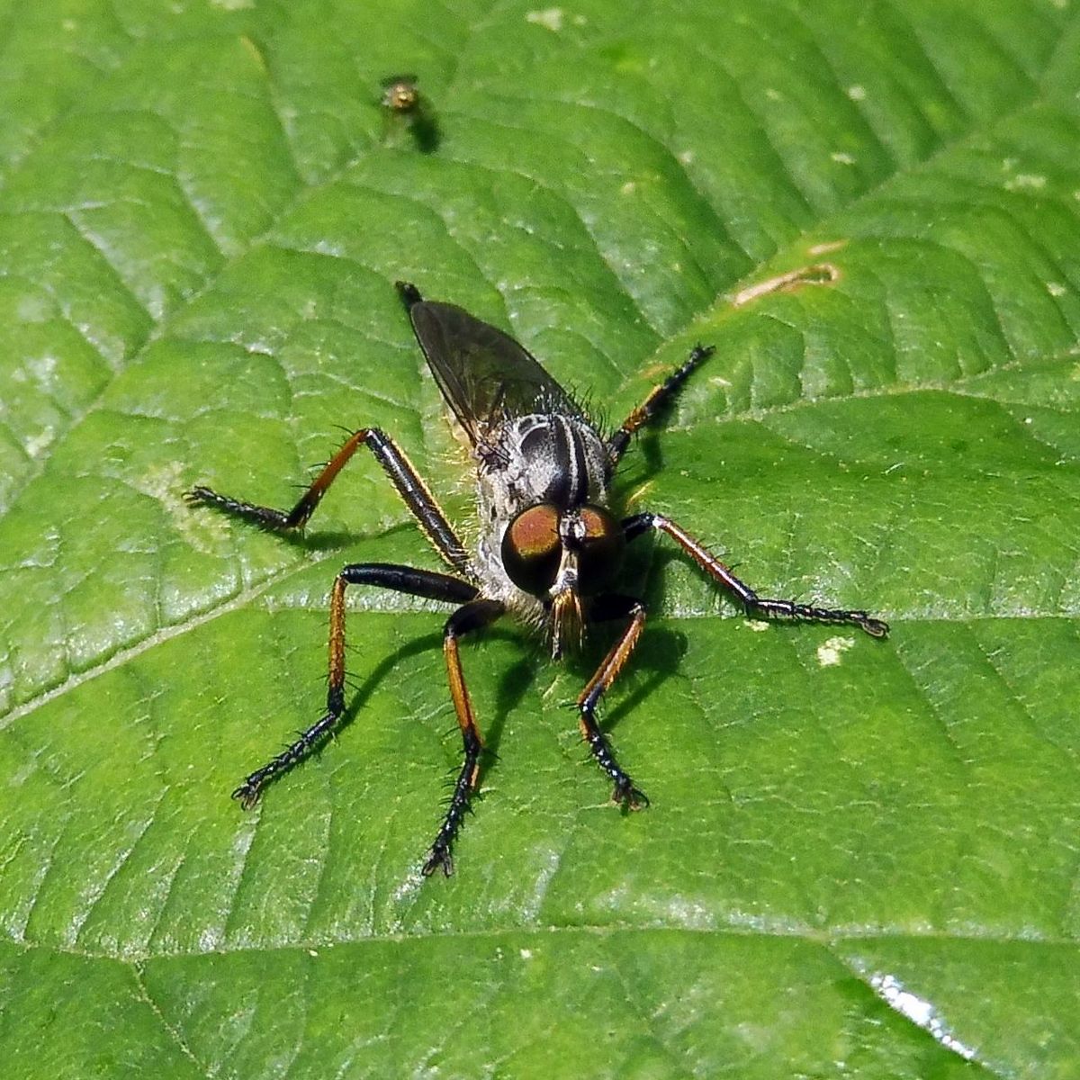 Common Awl Robberfly